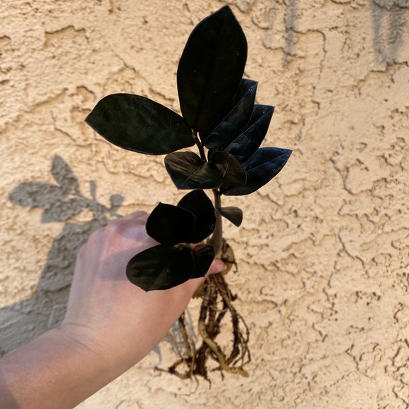 Other Zz Raven Poshmark